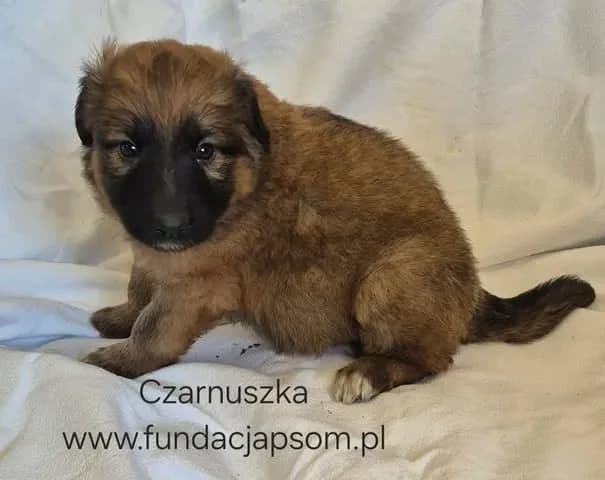 Czarnuszka, female mixed breed for adoption at Fundacja Przyjaciele Braci Mniejszych