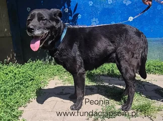 Peonia, female 5yo mixed breed for adoption at Fundacja Przyjaciele Braci Mniejszych