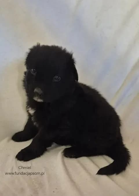 Chmiel, male mixed breed for adoption at Fundacja Przyjaciele Braci Mniejszych
