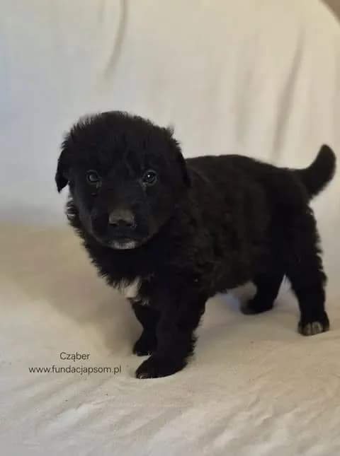Cząber, male mixed breed for adoption at Fundacja Przyjaciele Braci Mniejszych