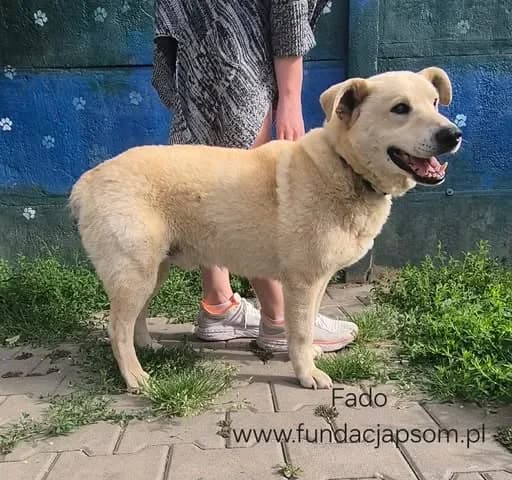 Fado, male senior mixed breed for adoption at Fundacja Przyjaciele Braci Mniejszych
