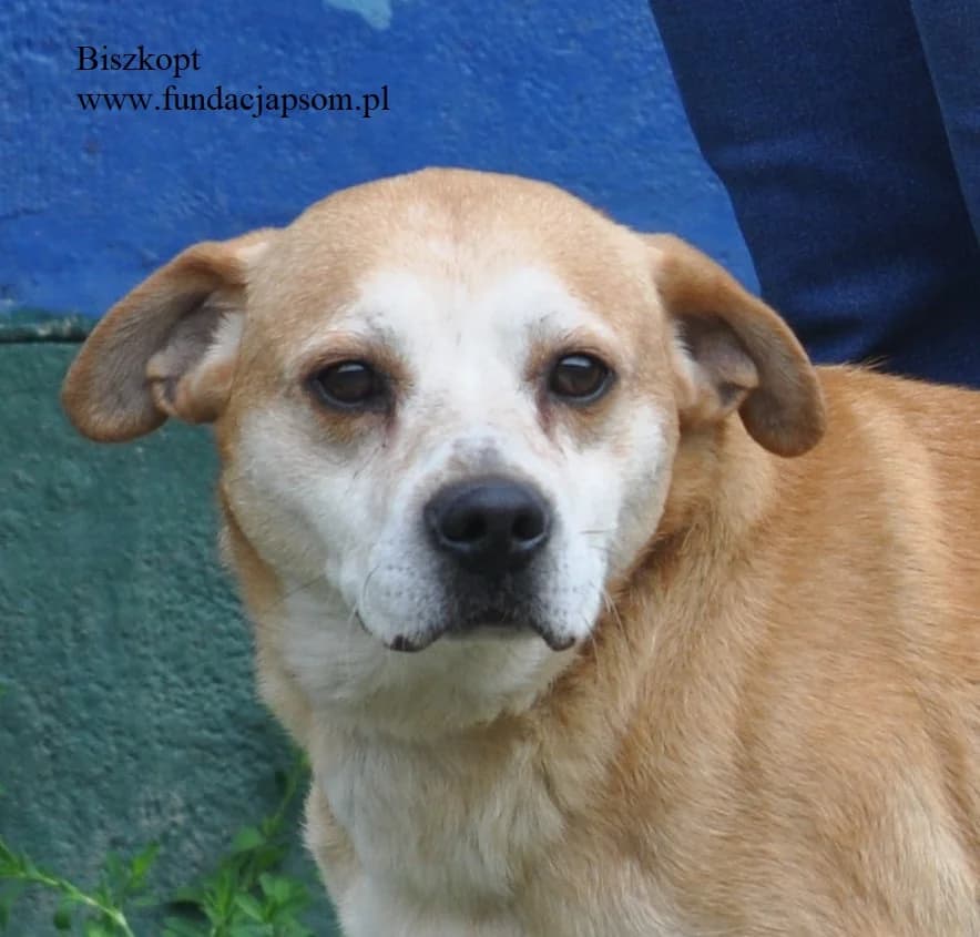 Biszkopt, male mixed breed for adoption at Fundacja Przyjaciele Braci Mniejszych