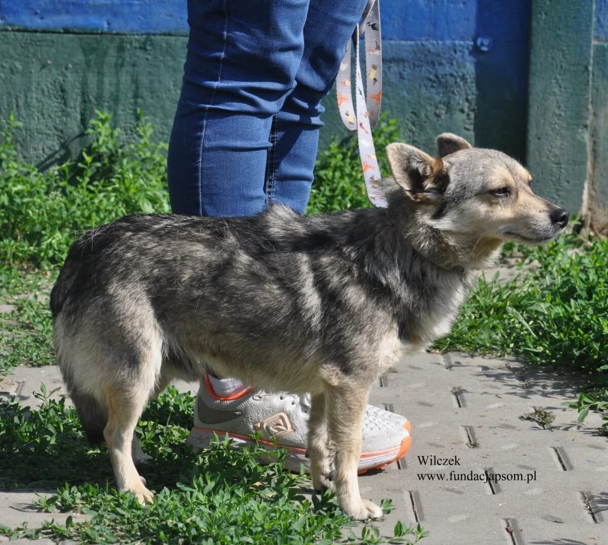 Wilczek, male mixed breed for adoption at Fundacja Przyjaciele Braci Mniejszych