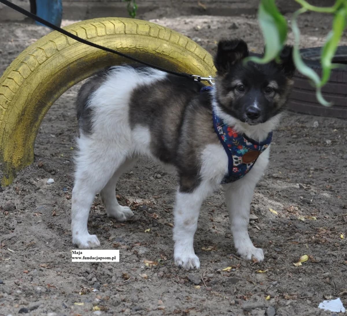 Maja, female puppy mixed breed for adoption at Fundacja Przyjaciele Braci Mniejszych