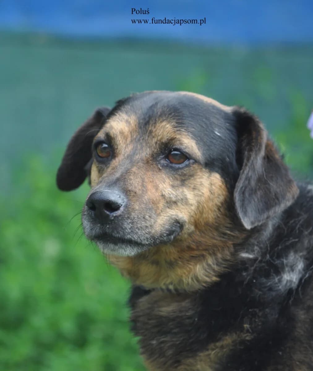 Poluś, male mixed breed for adoption at Fundacja Przyjaciele Braci Mniejszych