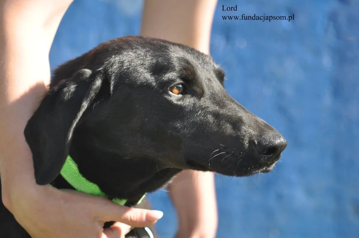 Lord, male mixed breed for adoption at Fundacja Przyjaciele Braci Mniejszych
