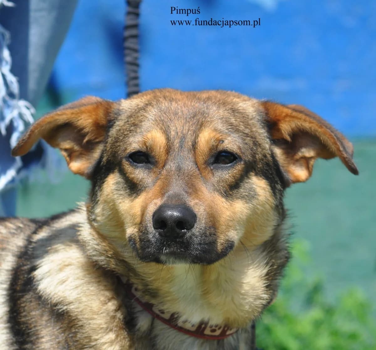 Pimpuś, male mixed breed for adoption at Fundacja Przyjaciele Braci Mniejszych