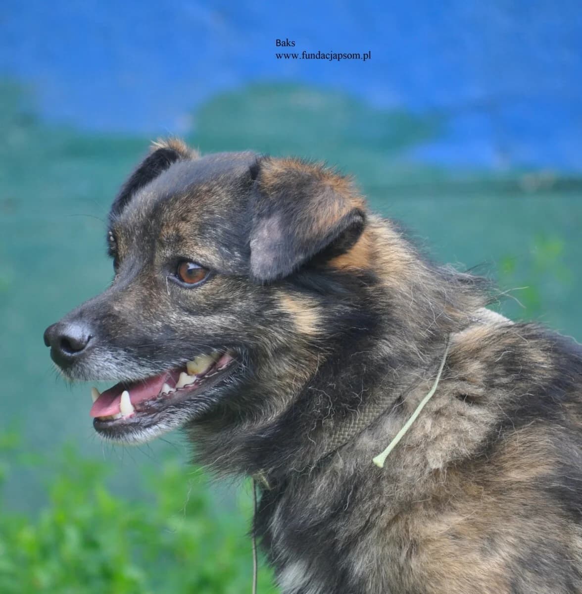 Baks, male mixed breed for adoption at Fundacja Przyjaciele Braci Mniejszych