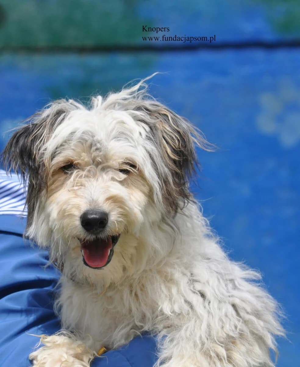 Knopers, male mixed breed for adoption at Fundacja Przyjaciele Braci Mniejszych