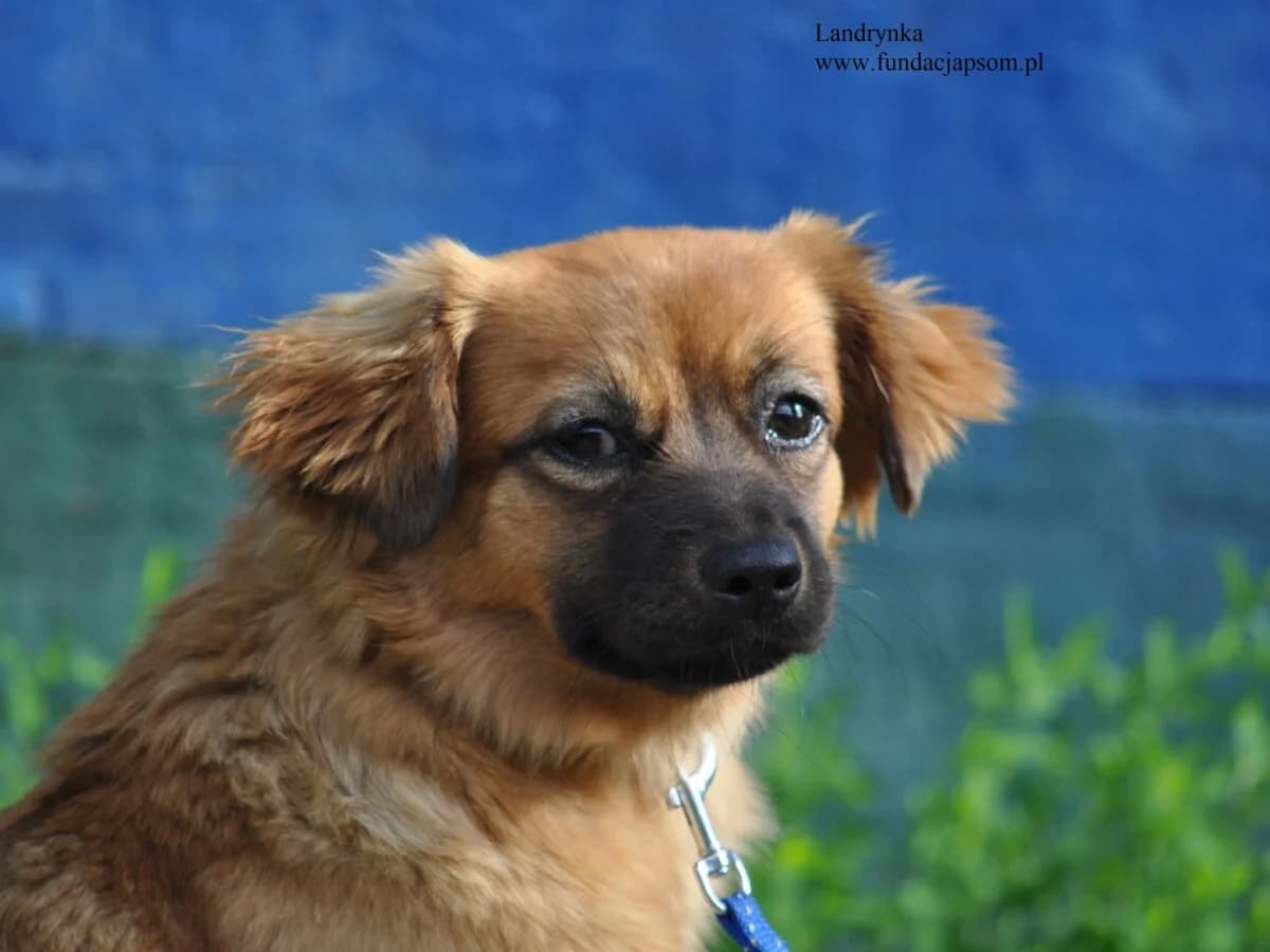 Landrynka, female mixed breed for adoption at Fundacja Przyjaciele Braci Mniejszych