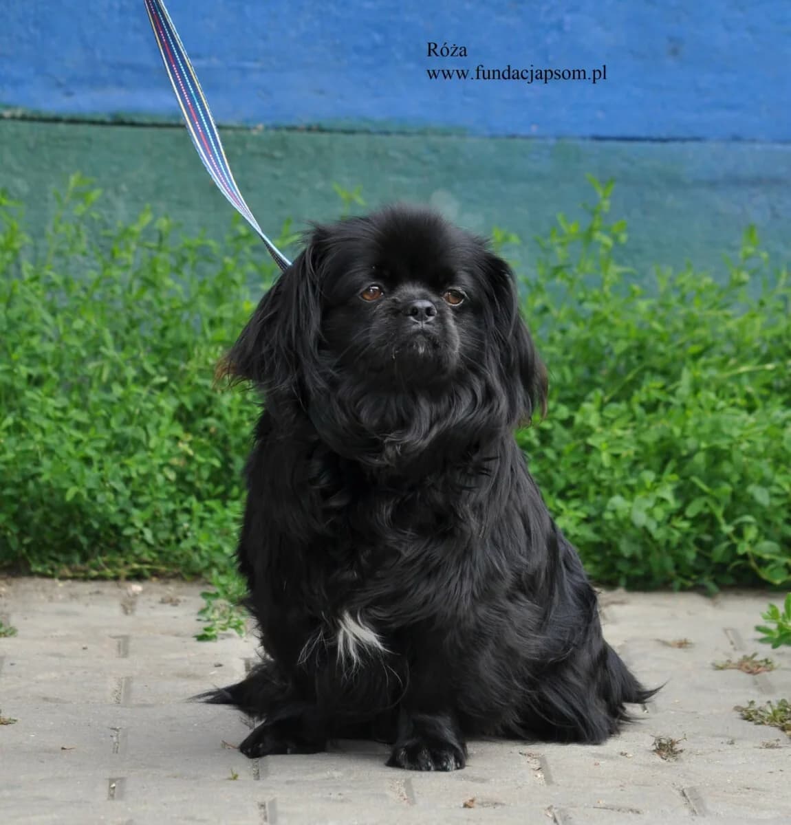Róża, female mixed breed for adoption at Fundacja Przyjaciele Braci Mniejszych