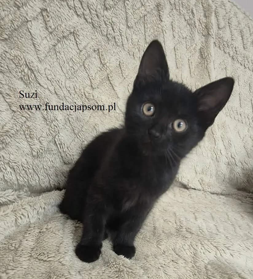 Suzi, female mixed breed for adoption at Fundacja Przyjaciele Braci Mniejszych