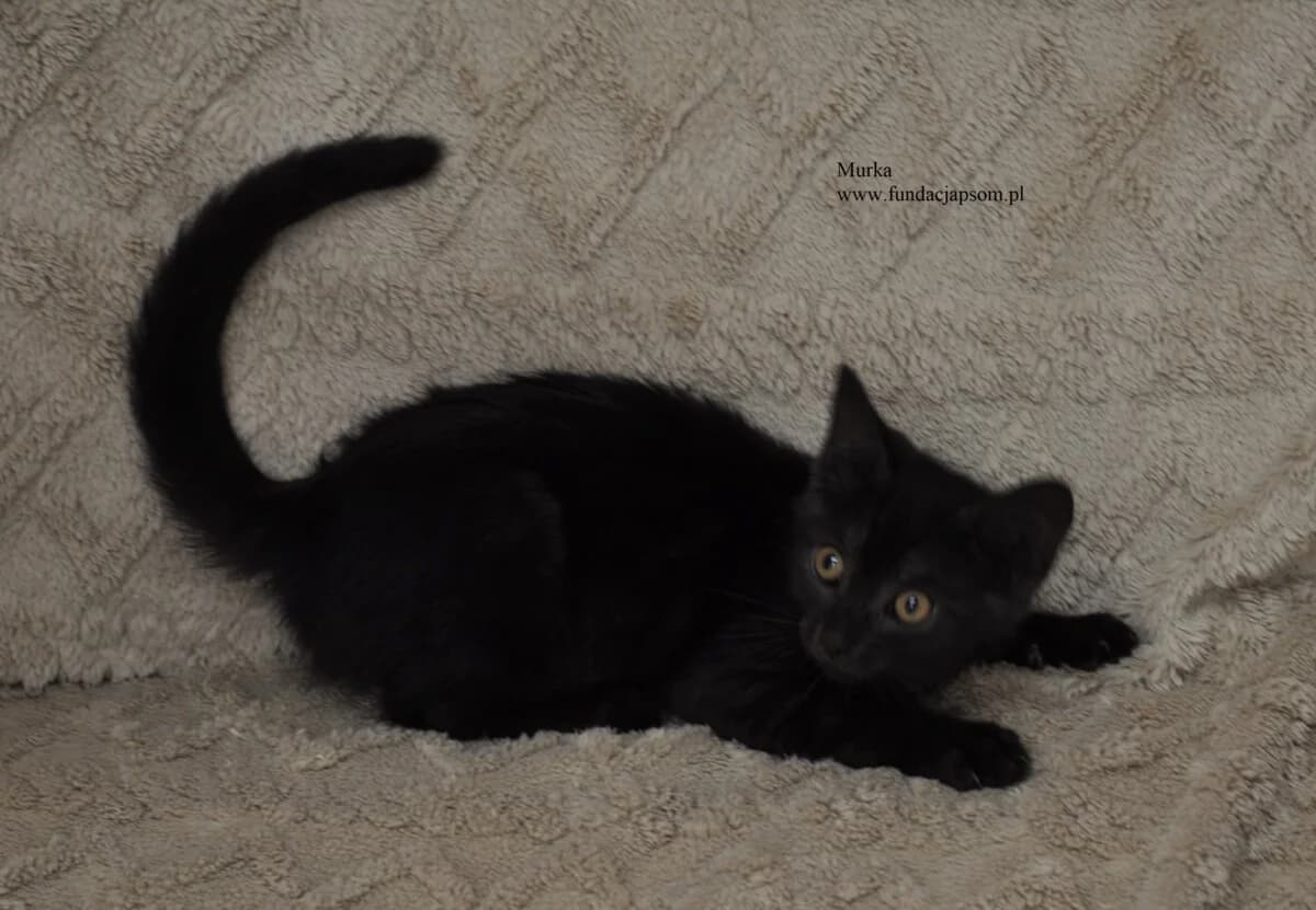 Murka, female mixed breed for adoption at Fundacja Przyjaciele Braci Mniejszych