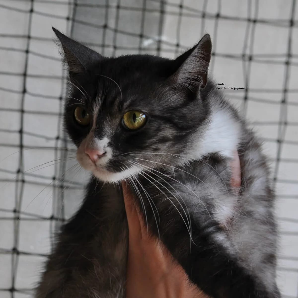 Kinder, male mixed breed for adoption at Fundacja Przyjaciele Braci Mniejszych