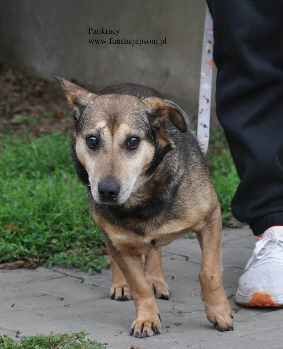 Pankracy, female senior mixed breed for adoption at Fundacja Przyjaciele Braci Mniejszych