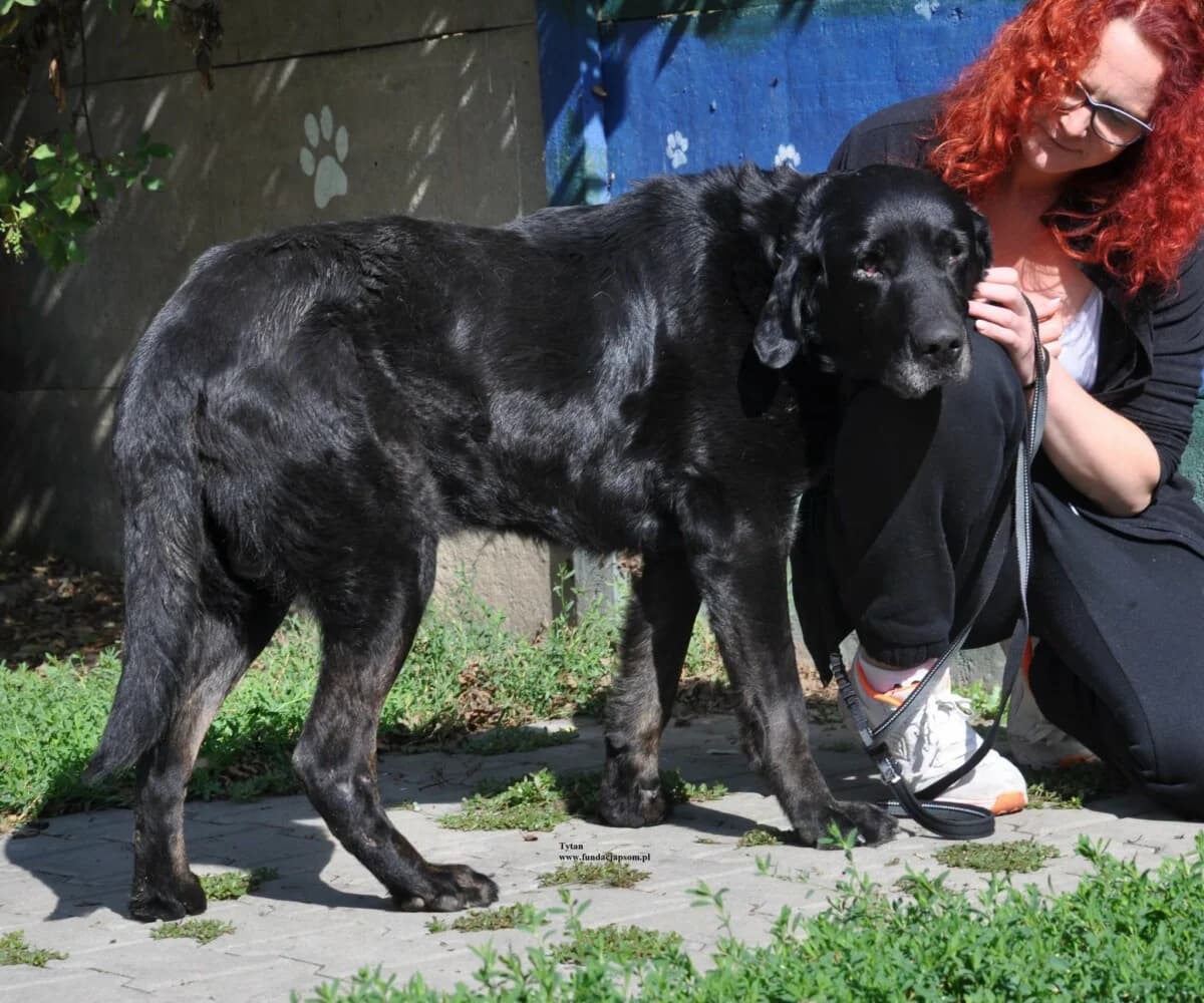 Tytan,  (Fundacja Przyjaciele Braci Mniejszych)
