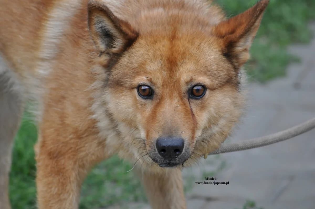 Miodek, male mixed breed for adoption at Fundacja Przyjaciele Braci Mniejszych