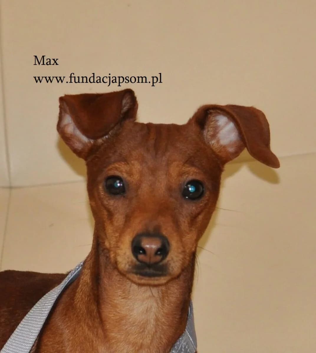 Max, male Mixed Breed for adoption at Fundacja Przyjaciele Braci Mniejszych