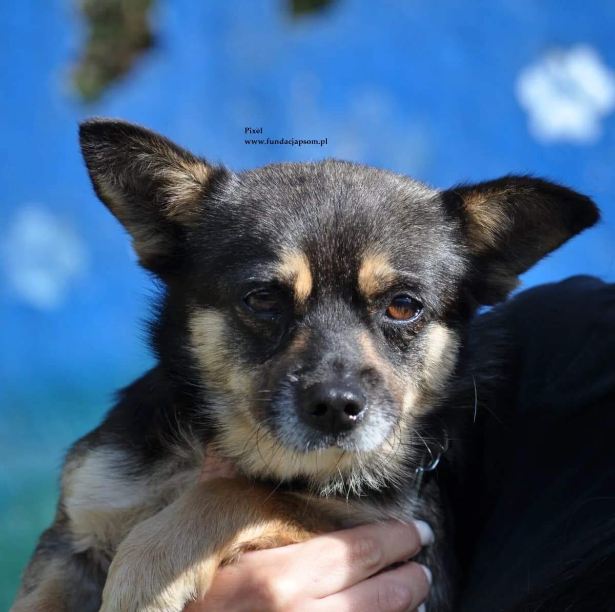 Pixel, male mixed breed for adoption at Fundacja Przyjaciele Braci Mniejszych