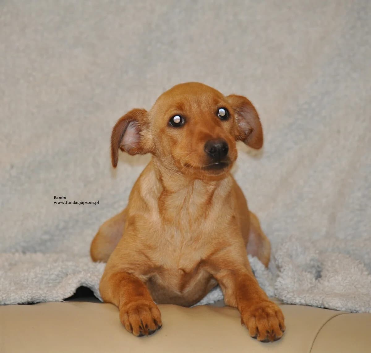 Bambi, female mixed breed for adoption at Fundacja Przyjaciele Braci Mniejszych