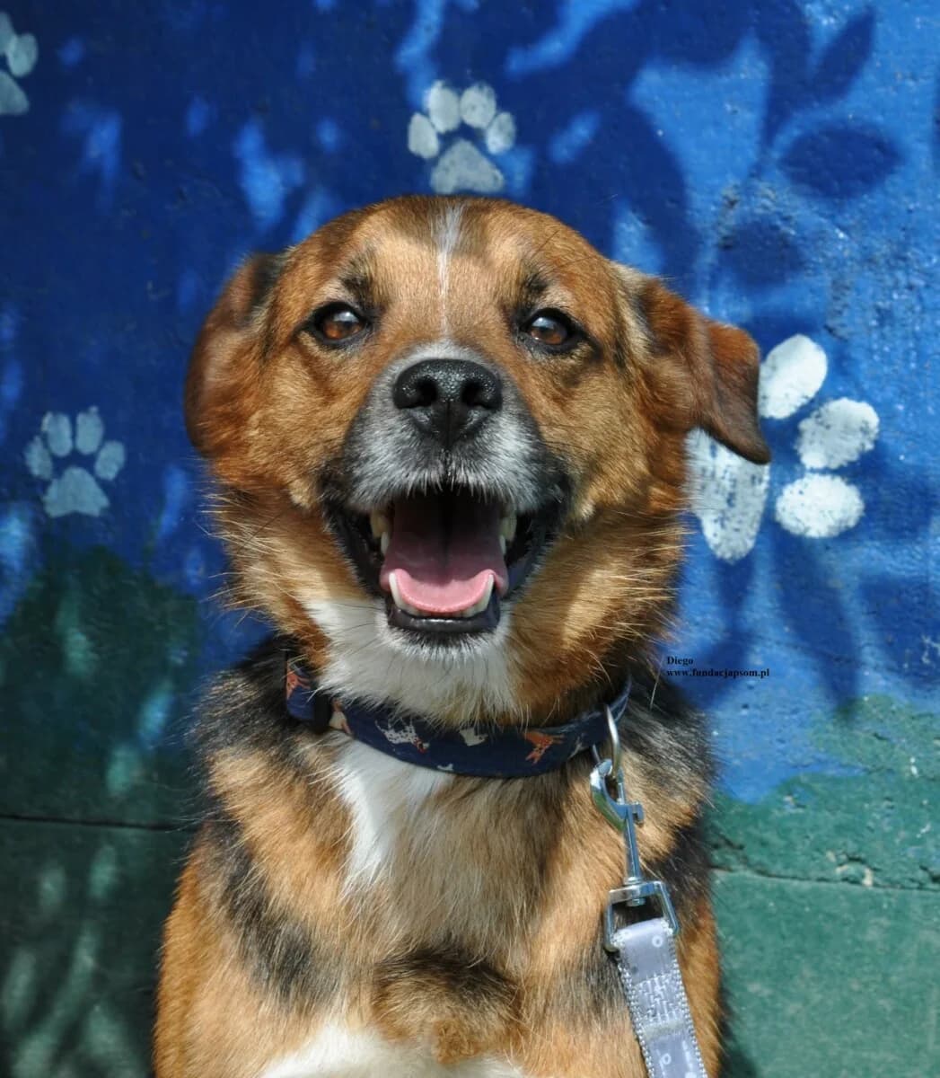 Diego, female mixed breed for adoption at Fundacja Przyjaciele Braci Mniejszych