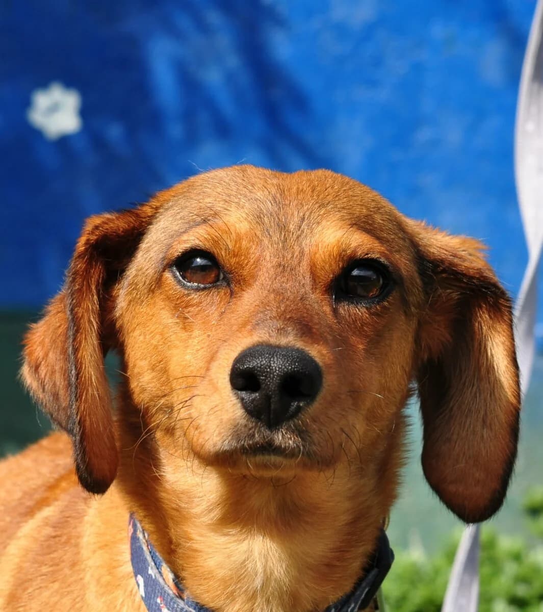 Betty, female mixed breed for adoption at Fundacja Przyjaciele Braci Mniejszych