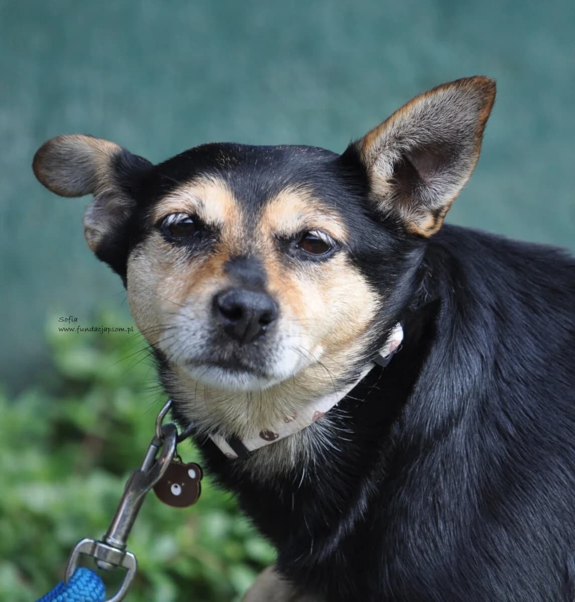 Sofia, female mixed breed for adoption at Fundacja Przyjaciele Braci Mniejszych