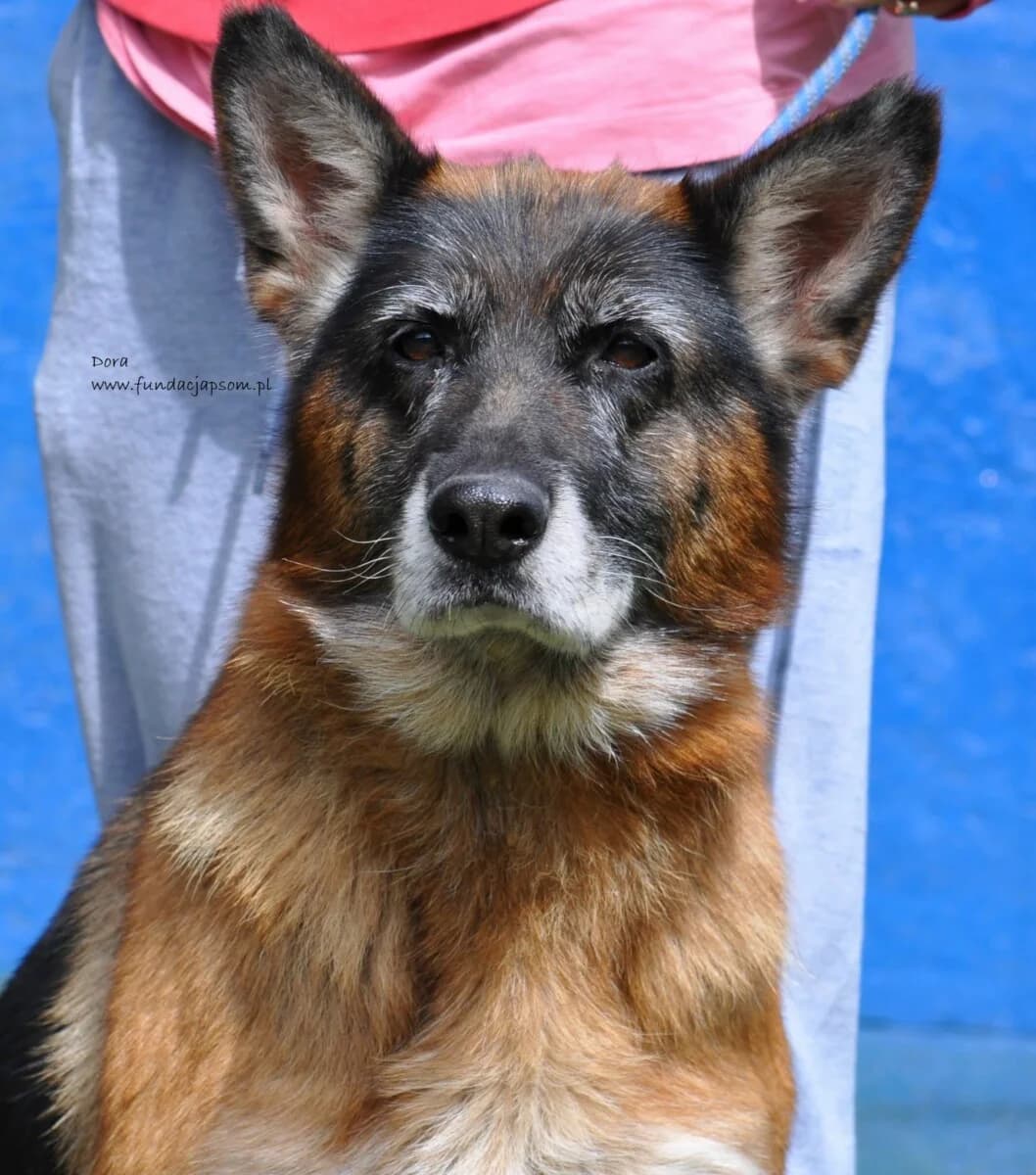 Dora,  6yo Mixed Breed for adoption at Fundacja Przyjaciele Braci Mniejszych