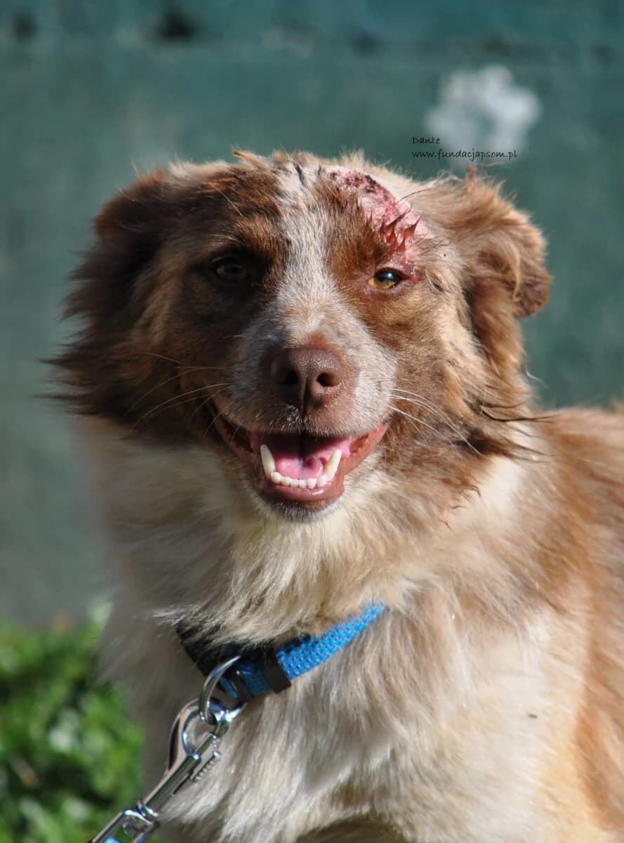 Dante, male mixed breed for adoption at Fundacja Przyjaciele Braci Mniejszych