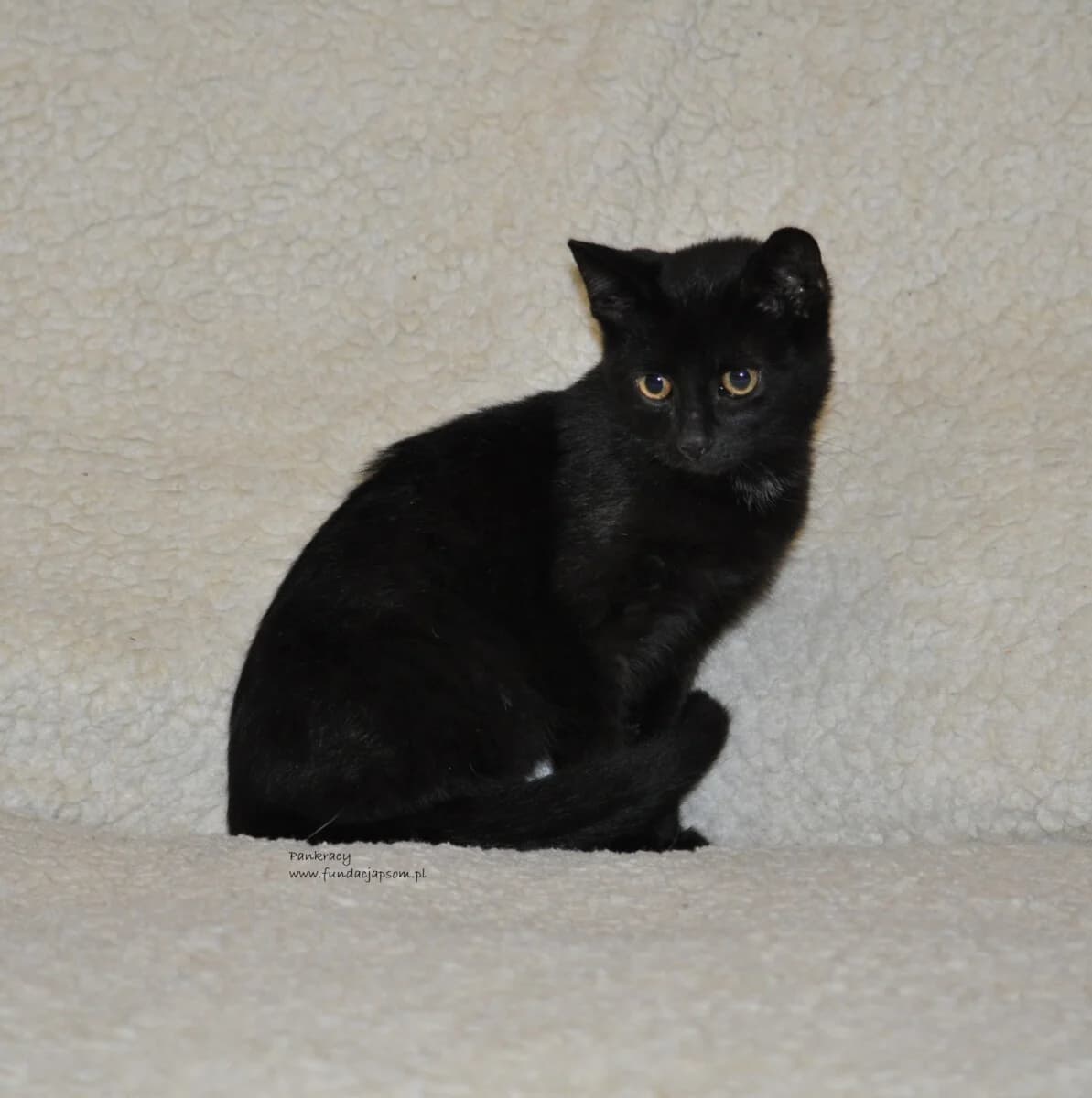 Pankracy,  Mixed Breed for adoption at Fundacja Przyjaciele Braci Mniejszych