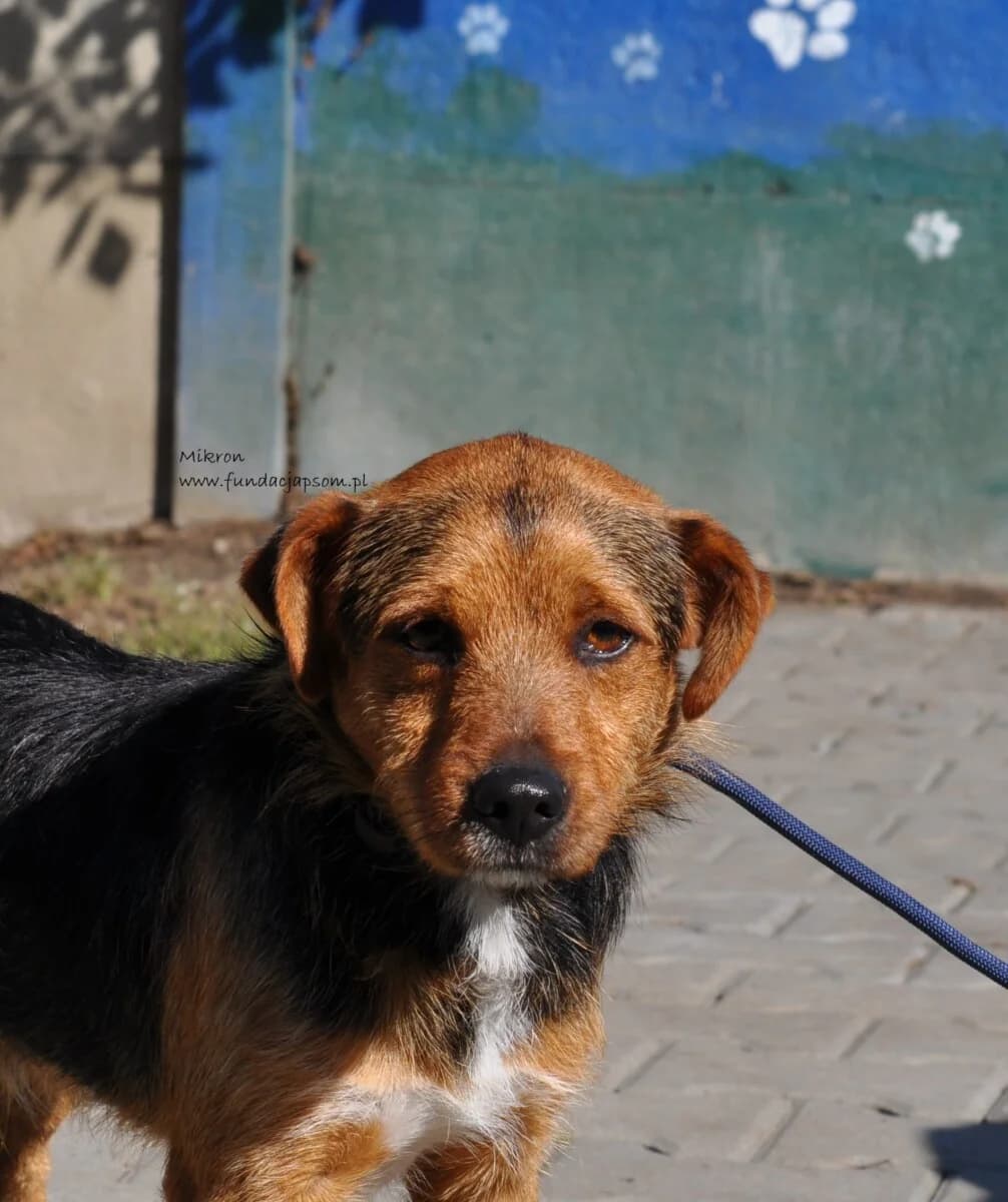 Mikron,  Mixed Breed for adoption at Fundacja Przyjaciele Braci Mniejszych