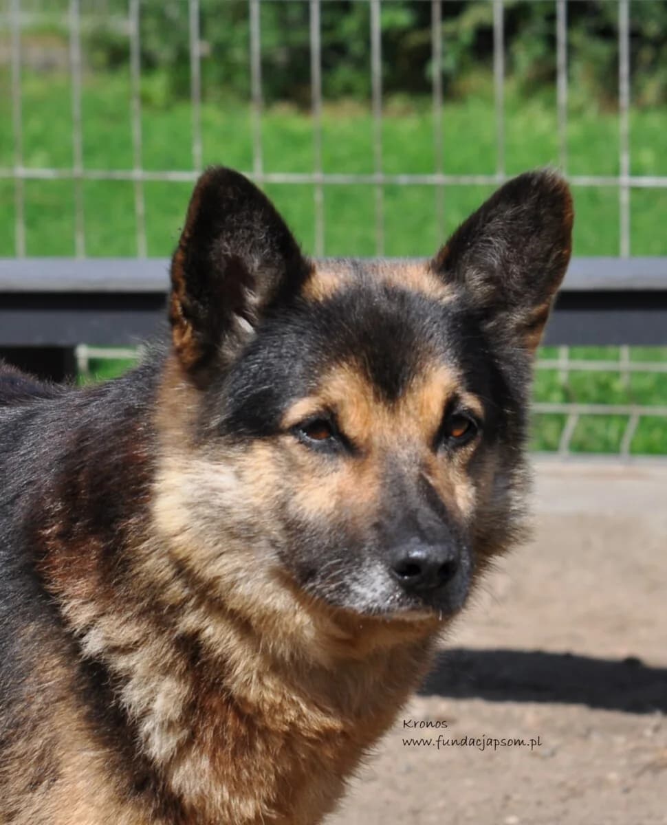 Kronos,  Mixed Breed for adoption at Fundacja Przyjaciele Braci Mniejszych