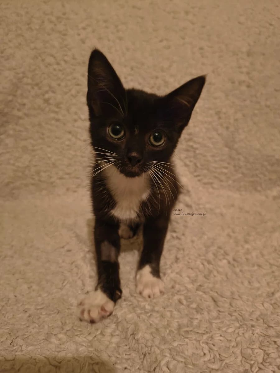 Socho,  Mixed Breed for adoption at Fundacja Przyjaciele Braci Mniejszych
