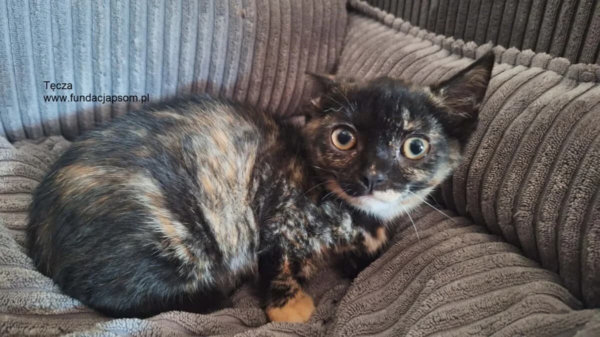 Tęcza,  Mixed Breed for adoption at Fundacja Przyjaciele Braci Mniejszych