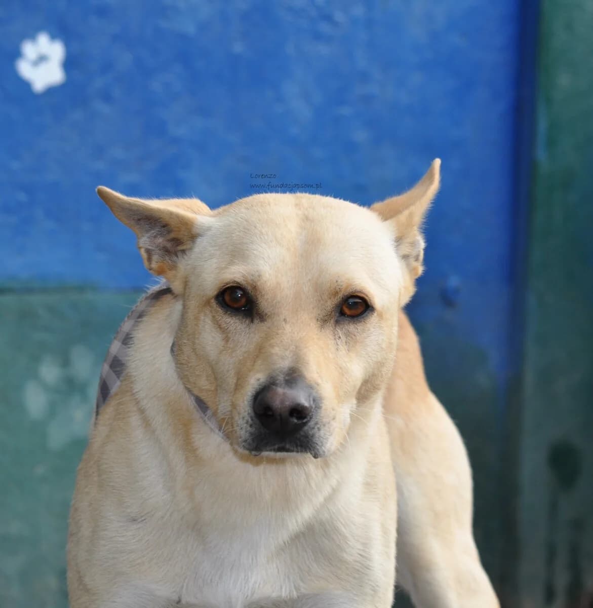 Lorenzo,  Mixed Breed for adoption at Fundacja Przyjaciele Braci Mniejszych