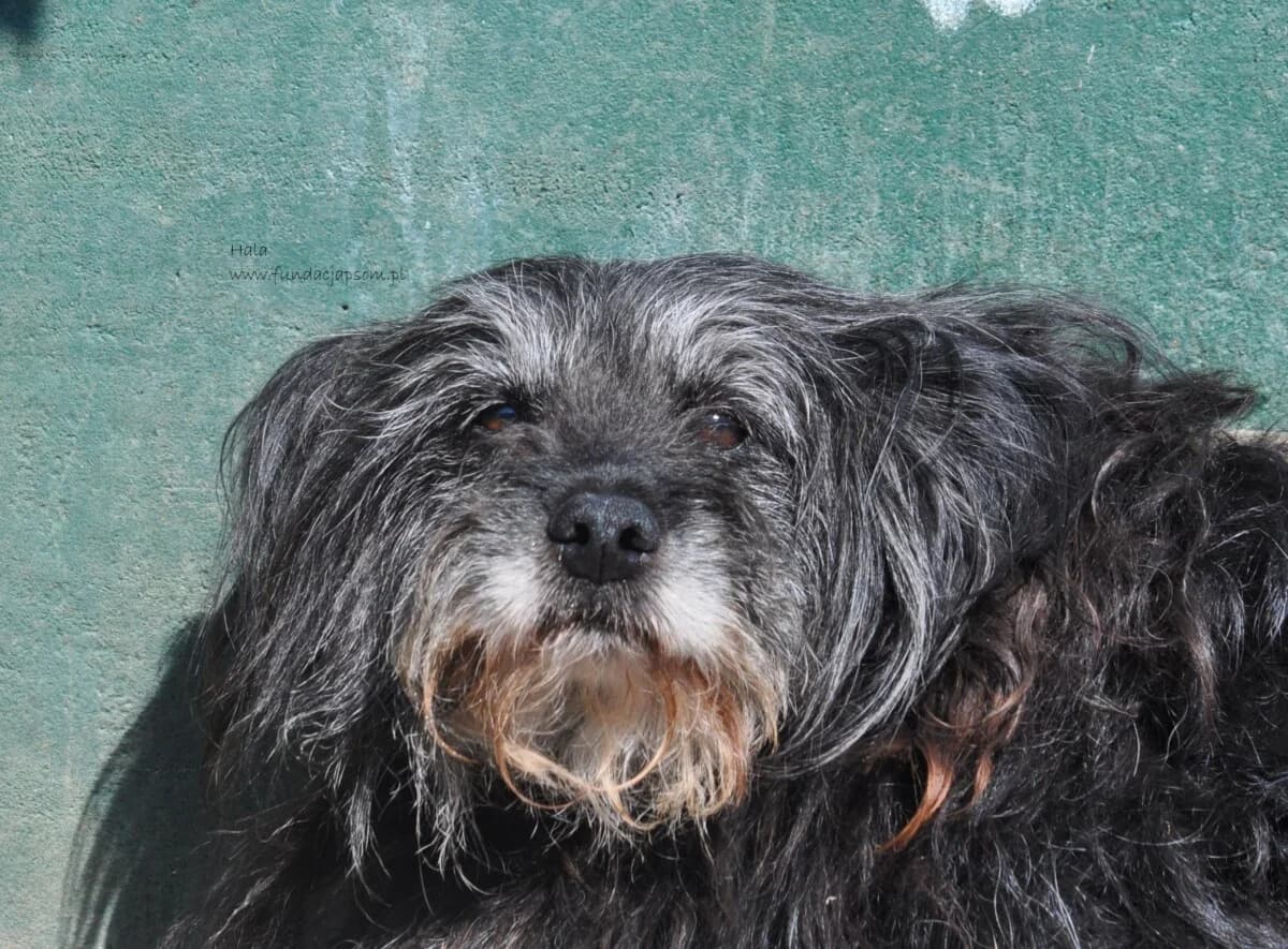 Hala, female senior mixed breed for adoption at Fundacja Przyjaciele Braci Mniejszych