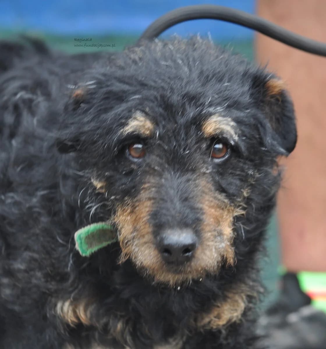 Reginald, male mixed breed for adoption at Fundacja Przyjaciele Braci Mniejszych