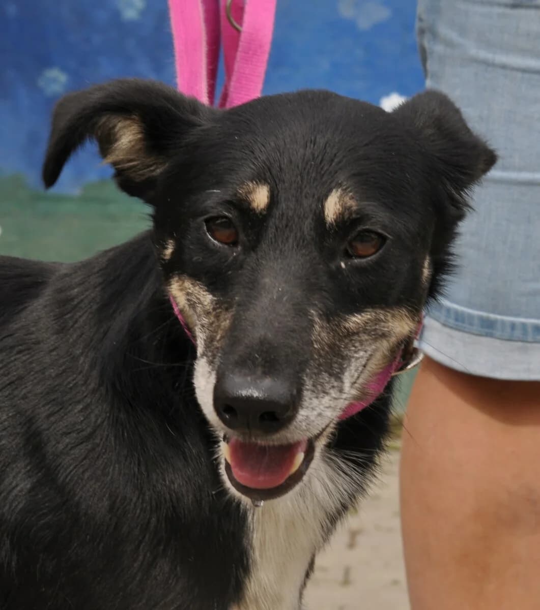 Hamilton, male mixed breed for adoption at Fundacja Przyjaciele Braci Mniejszych