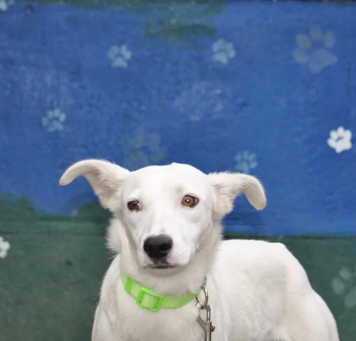Aurelia, female mixed breed for adoption at Fundacja Przyjaciele Braci Mniejszych