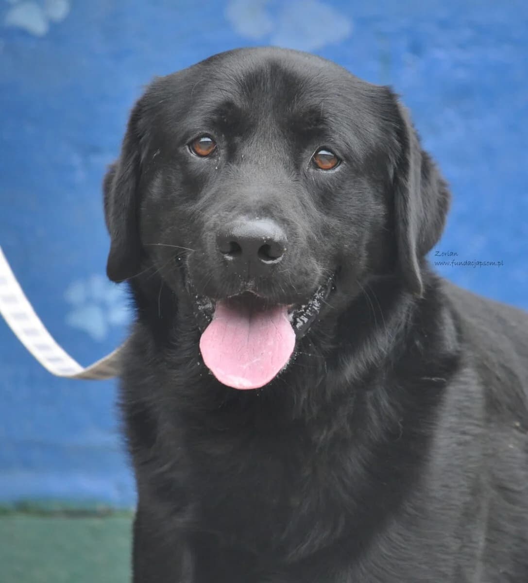 Zorian, male mixed breed for adoption at Fundacja Przyjaciele Braci Mniejszych
