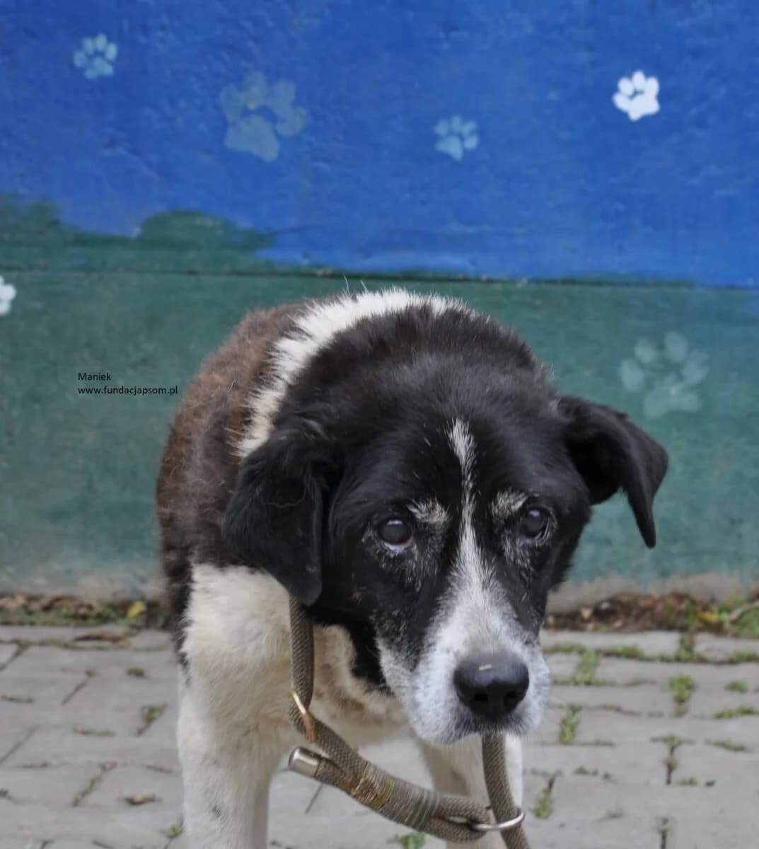Maniek, female mixed breed for adoption at Fundacja Przyjaciele Braci Mniejszych