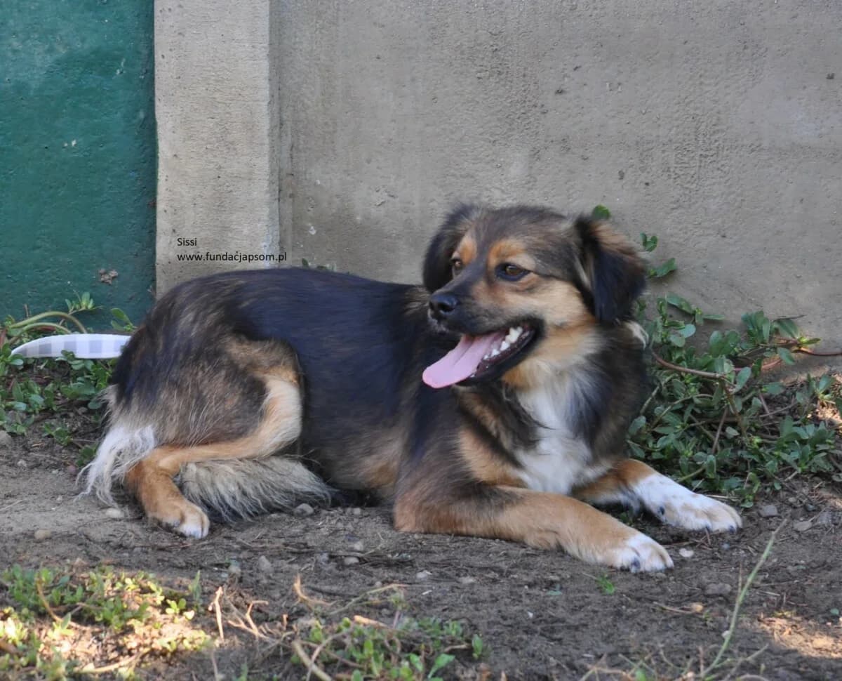Sissi, female mixed breed for adoption at Fundacja Przyjaciele Braci Mniejszych