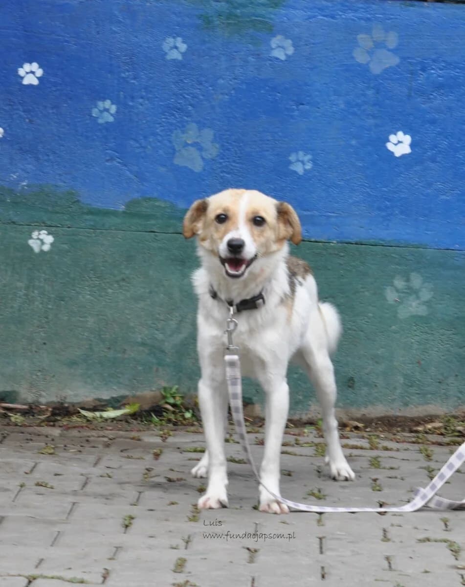 Luis, male mixed breed for adoption at Fundacja Przyjaciele Braci Mniejszych