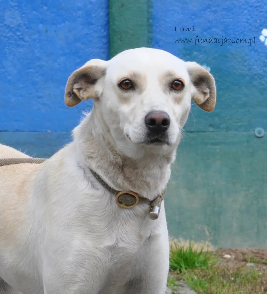 Lumi, female mixed breed for adoption at Fundacja Przyjaciele Braci Mniejszych