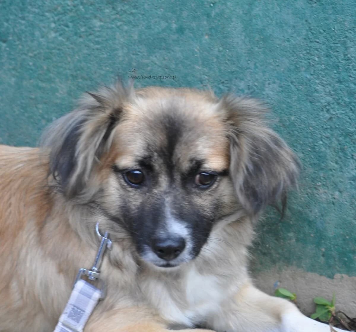 Lia, female mixed breed for adoption at Fundacja Przyjaciele Braci Mniejszych