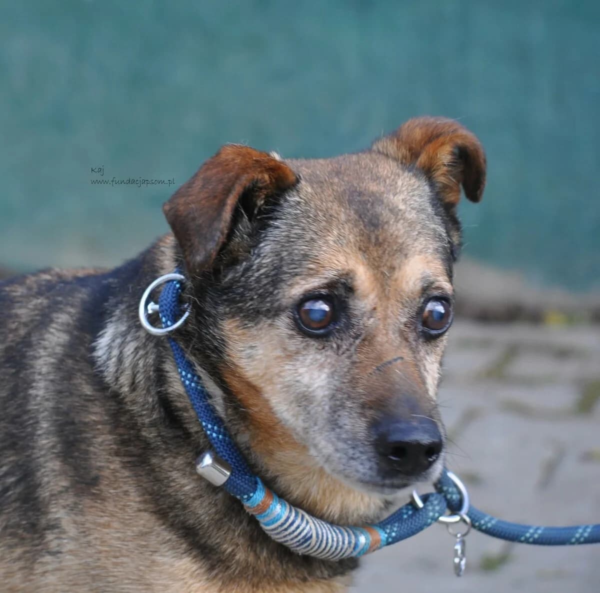Kaj, male mixed breed for adoption at Fundacja Przyjaciele Braci Mniejszych