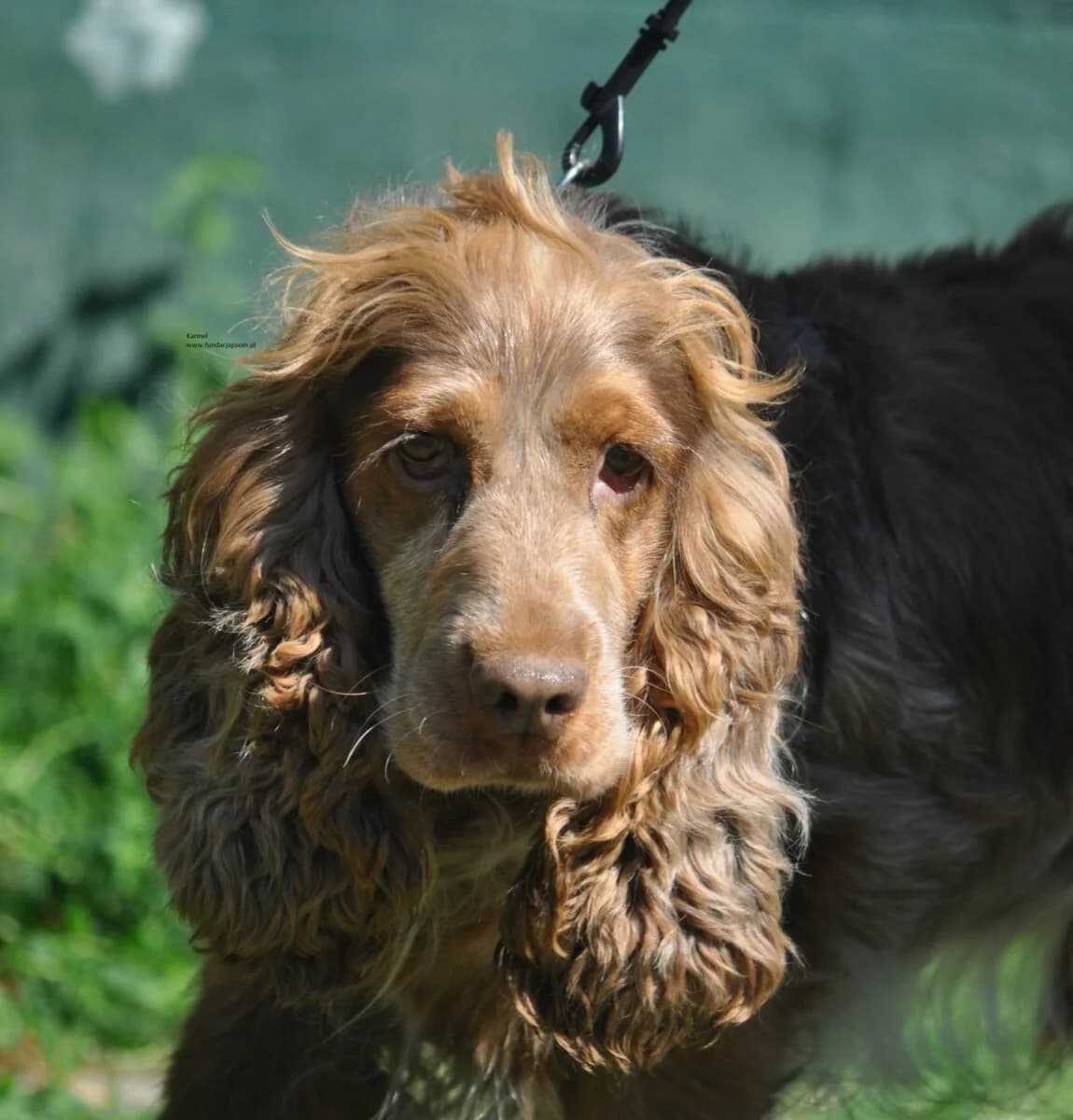 Karmel, male mixed breed for adoption at Fundacja Przyjaciele Braci Mniejszych