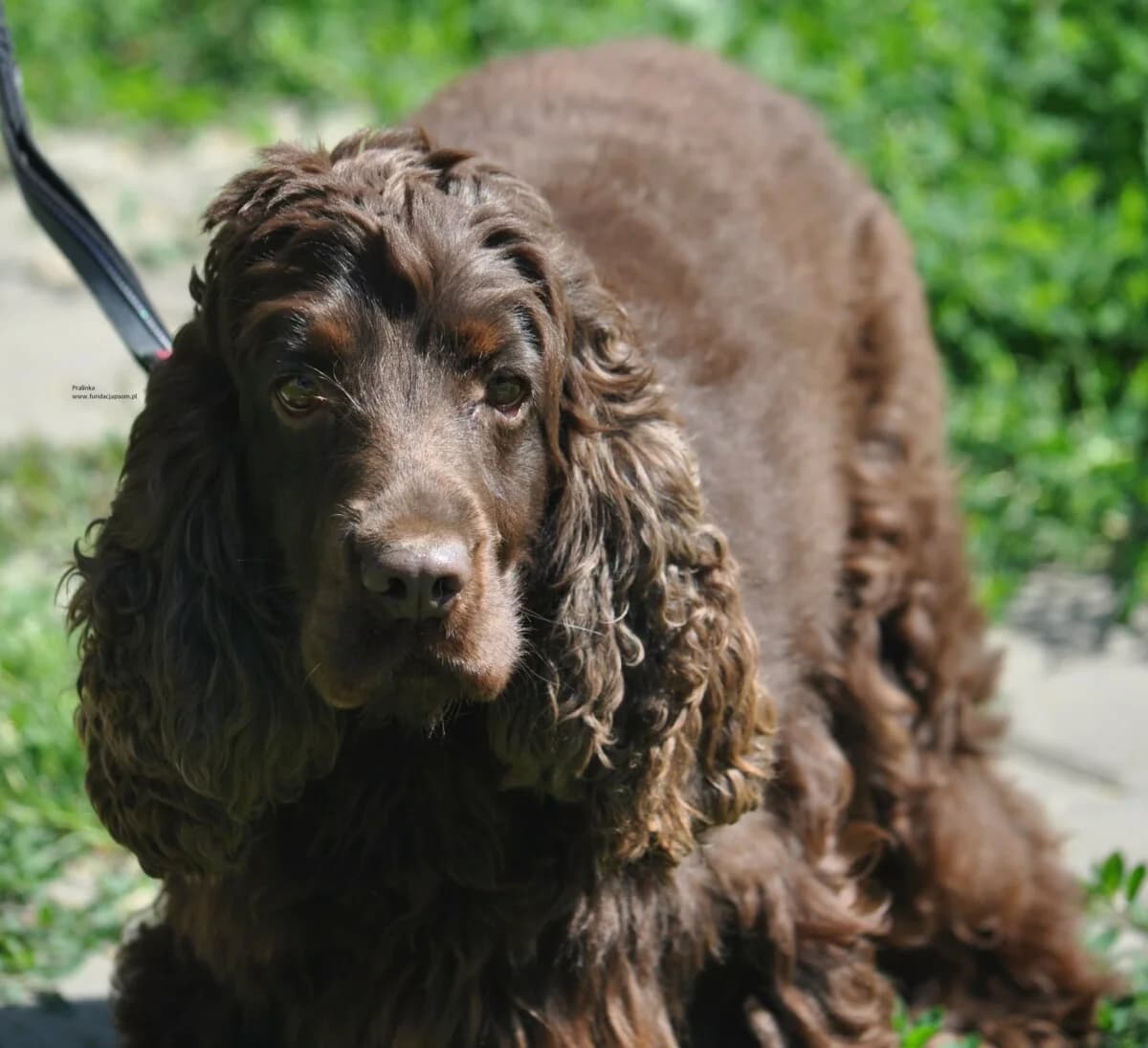 Pralinka, female mixed breed for adoption at Fundacja Przyjaciele Braci Mniejszych