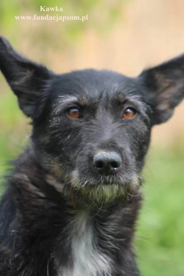 Kawka, female mixed breed for adoption at Fundacja Przyjaciele Braci Mniejszych