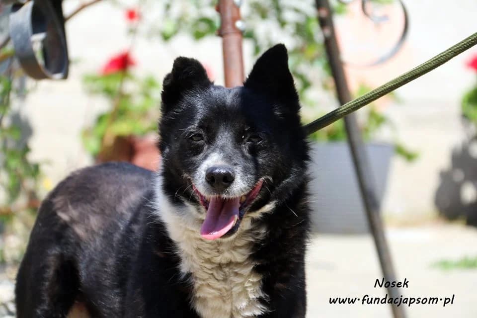 Nosek, male mixed breed for adoption at Fundacja Przyjaciele Braci Mniejszych